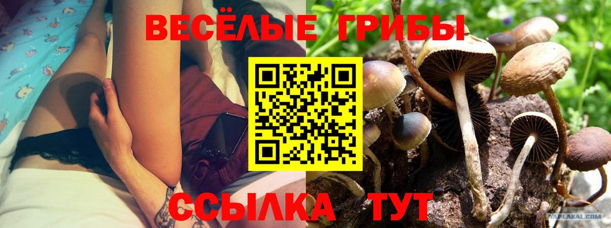 Псилоцибиновые грибы Cubensis  Галлюциногенные грибы мицелий  Лесозаводск  Вход с VPN 